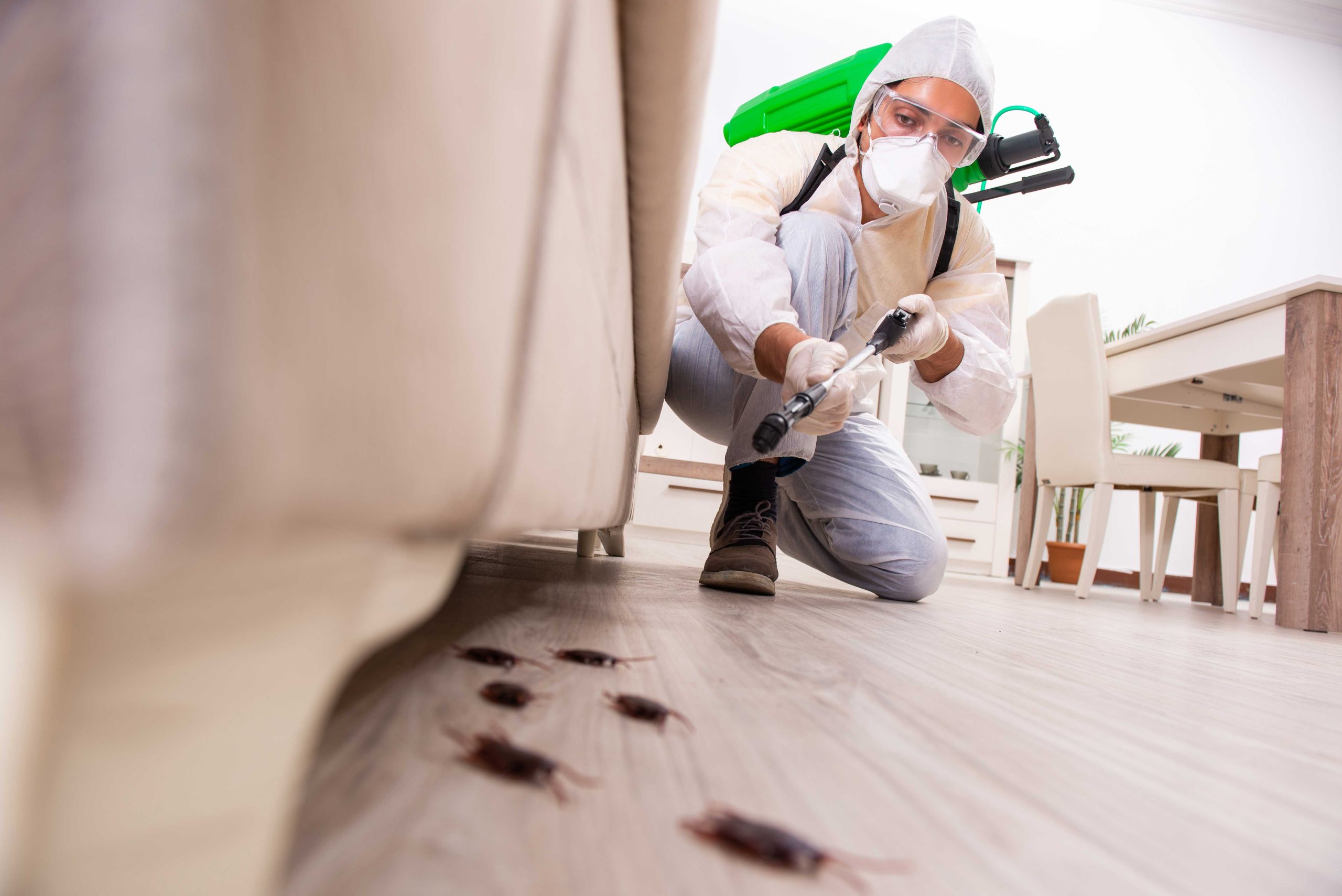 Pest Control Services in Greenville
